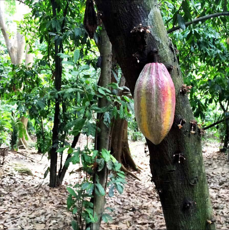Cacao Experience Tour - What We Love About This Tour