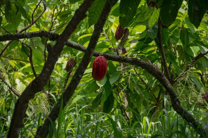 Cacao Farm Excursion Day Trip from Guayaquil - Why This Tour Offers Great Value