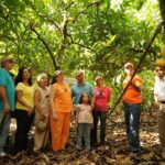 Cacao Plantation and Chocolate Factory Tour- Chocolate Lovers - Who Would Love This Tour?