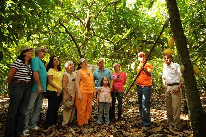 Cacao Plantation and Chocolate Factory Tour- Chocolate Lovers - Who Would Love This Tour?