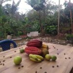 Cacao Tour - A Closer Look at the Itinerary and Experience