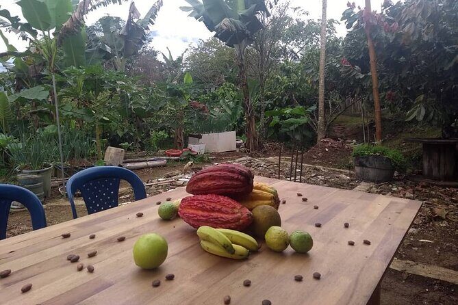 Cacao Tour - A Closer Look at the Itinerary and Experience