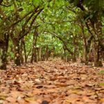 Cacao trail and making of chocolate tour from Santo Domingo - Analyzing the Value