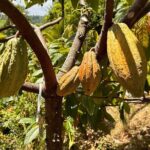 Cacao Walking Tour in Puerto Rico - The Sum Up