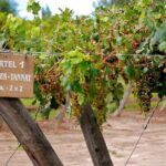 Cafayate Wine Trail Excursion: Explore Salta's Vineyards - Who Should Consider This Tour?