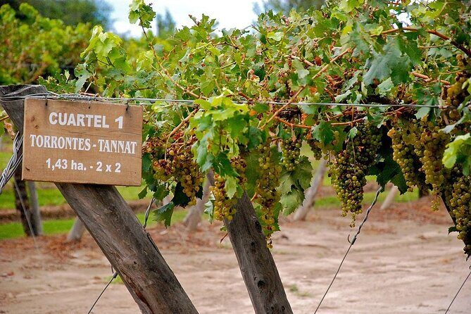 Cafayate Wine Trail Excursion: Explore Salta's Vineyards - Who Should Consider This Tour?