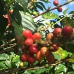 Cafe y Ron: Bad Bunny Inspired Local Full Day Tour from San Juan - Why This Tour Is a Great Pick