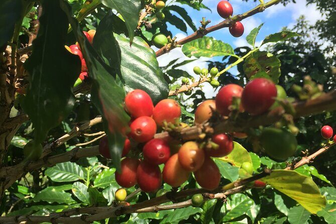 Cafe y Ron: Bad Bunny Inspired Local Full Day Tour from San Juan - Why This Tour Is a Great Pick