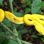 Cahuita National Park & Banana Plantation Tour Shore Excursion from Puerto Limon - Practical Details and Tips