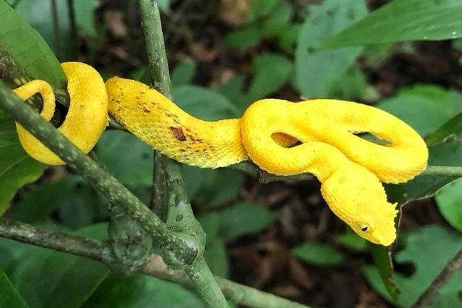 Cahuita National Park & Banana Plantation Tour Shore Excursion from Puerto Limon - Practical Details and Tips