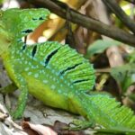 Cahuita National Park Hiking - A Deep Dive into Cahuita National Park Hiking