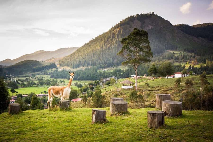 Cajamarca: Pocon and Otuzco farm tour - Exploring the Cajamarca Region: What to Expect on the Pocon and Otuzco Farm Tour