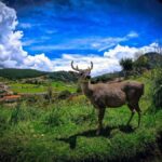 Cajamarca : Porcón and Otuzco Farms : Granja Porcón y Otuzco - An In-Depth Look at the Cajamarca Farm Experience