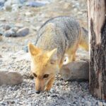 Cajon del Maipo & Embalse El Yeso Tour from Santiago - What’s Included and What’s Not