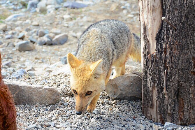 Cajon del Maipo & Embalse El Yeso Tour from Santiago - What’s Included and What’s Not