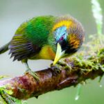 Cali: Bird Watching - Who Will Love This Tour?