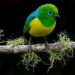 Cali: Bird Watching in The San Antonio Fog Forest - Authentic Experiences and What Travelers Say