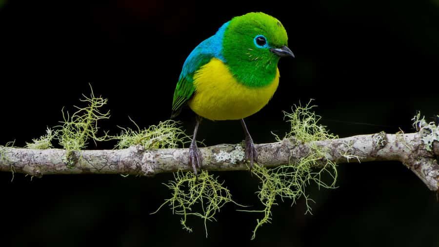 Cali: Bird Watching in The San Antonio Fog Forest - Authentic Experiences and What Travelers Say