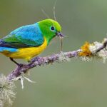 Cali: Birding | Birds of the Cali River - Bird Watching - The Value of the Tour
