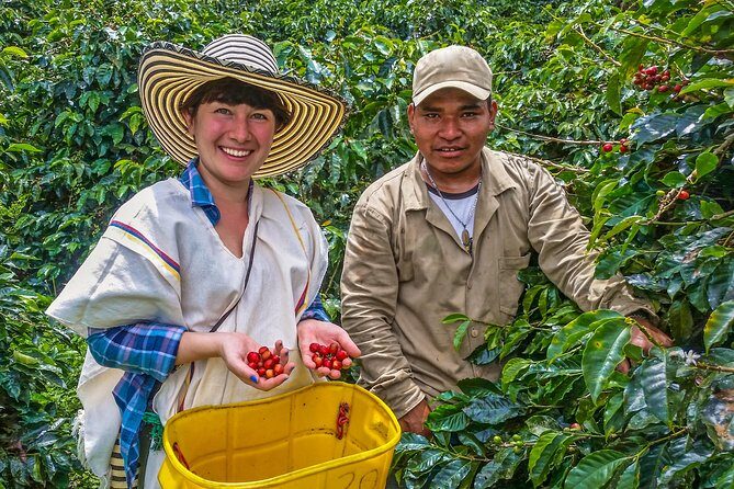 Cali: Coffee Tour - Discover the secrets of 100% Colombian coffee - Key Points