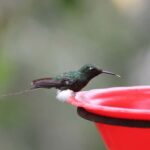 Cali: Hummingbird Watching & Photography Tour - Authentic Experiences and Genuine Impressions
