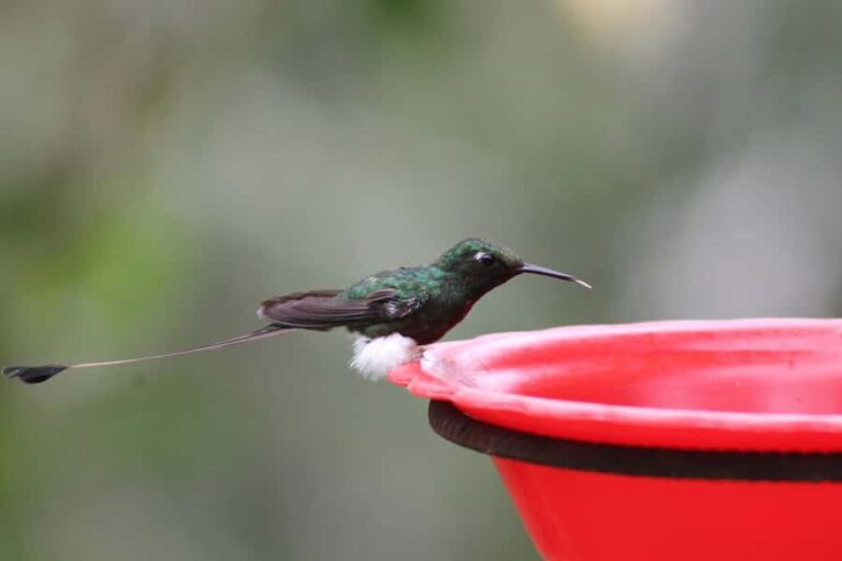 Cali: Hummingbird Watching & Photography Tour - Authentic Experiences and Genuine Impressions
