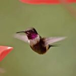 Cali: Jepp, Wala. nature in magic, organic gardens, birds - Why Choose This Tour?