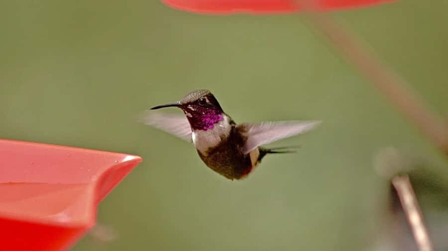 Cali: Jepp, Wala. nature in magic, organic gardens, birds - Why Choose This Tour?