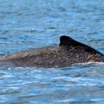 Cali: Whale Watching in the Colombian Pacific Coast - Why It’s Worth the Price