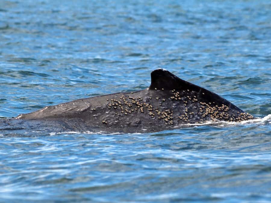 Cali: Whale Watching in the Colombian Pacific Coast - Why It’s Worth the Price