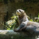 Cali Zoo Access Ticket - Who Should Visit the Cali Zoo?