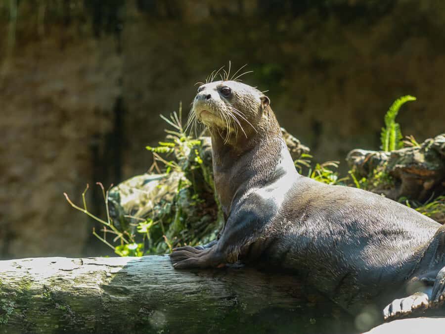 Cali Zoo Access Ticket - Who Should Visit the Cali Zoo?