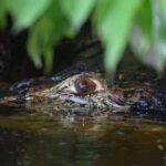 CANDAMO MAMMALS EXCURSION 5D/4N - What Makes This Tour Special?