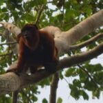 CANDAMO MAMMALS EXCURSION 5D/4N - What We Loved and What to Consider