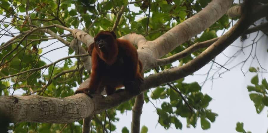 CANDAMO MAMMALS EXCURSION 5D/4N - What We Loved and What to Consider