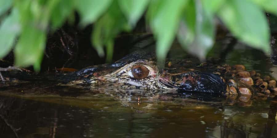 CANDAMO MAMMALS EXCURSION 5D/4N - What Makes This Tour Special?