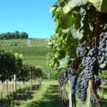 Canela/Gramado: South Wineries, Wine Train, & Italian Park - Practicalities and Value