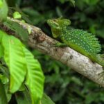 Caño Negro by Boat Incl. traditional Costa Rican lunch - The Sum Up: Who Will Love This Tour?
