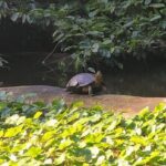 Canoe Boat Tour in Tortuguero Canal - In-Depth Look at the Tour Experience