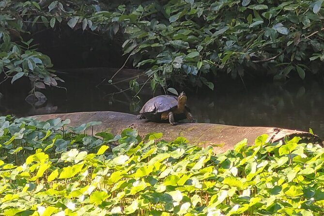 Canoe Boat Tour in Tortuguero Canal - In-Depth Look at the Tour Experience