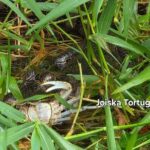 Canoe tour along the water trails of Tortuguero Park - Why This Tour Offers Real Value