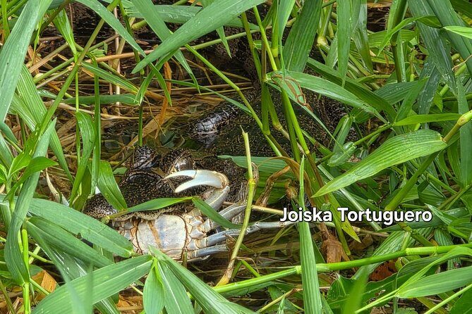 Canoe tour along the water trails of Tortuguero Park - Why This Tour Offers Real Value