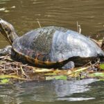 Canoe tour in Tortuguero National Park - Who Is This Tour Best For?