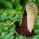 Canoe Tour in Tortuguero National Park - Practical Tips for Future Participants