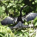 Canoe tour in Tortuguero National Park small group - FAQs