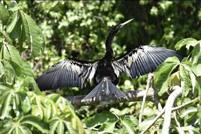 Canoe tour in Tortuguero National Park small group - FAQs