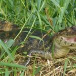 Canoe & wildlife spotting on small canals of Tortuguero Park - The value of this experience