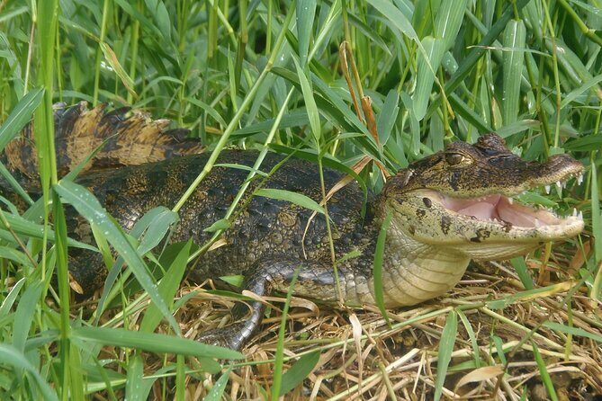 Canoe & wildlife spotting on small canals of Tortuguero Park - The value of this experience
