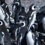 Canoero Catamarans: Isla de los Lobos, Les Eclaireurs Lighthouse and Pingüinera tour - Who Will Enjoy This Tour the Most?