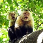 Canopy Tour In Tamarindo Beach - Final Thoughts